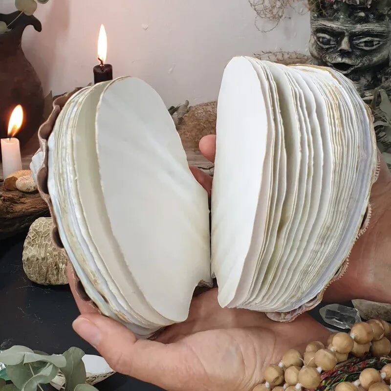 Abalone Shell/Lion’s Paw Shell/Scallop Shell Journal