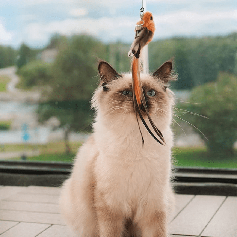 Kitten Playing Teaser Wand Toy