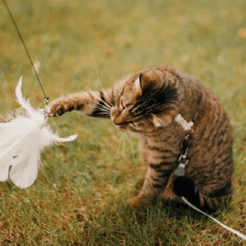 Kitten Playing Teaser Wand Toy