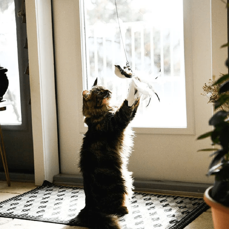Kitten Playing Teaser Wand Toy