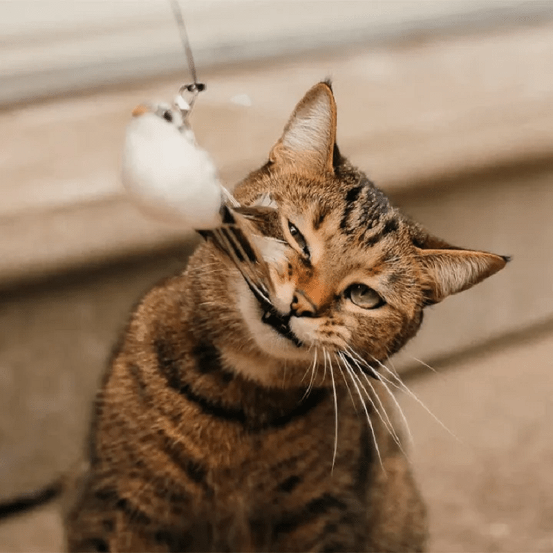 Kitten Playing Teaser Wand Toy