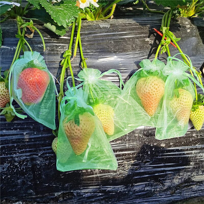 Fruit Protection Bag(100 PCS)