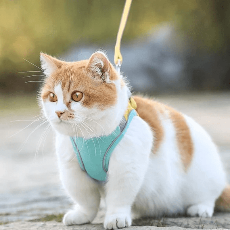 Comfybear™Cat Vest Harness and Leash Set