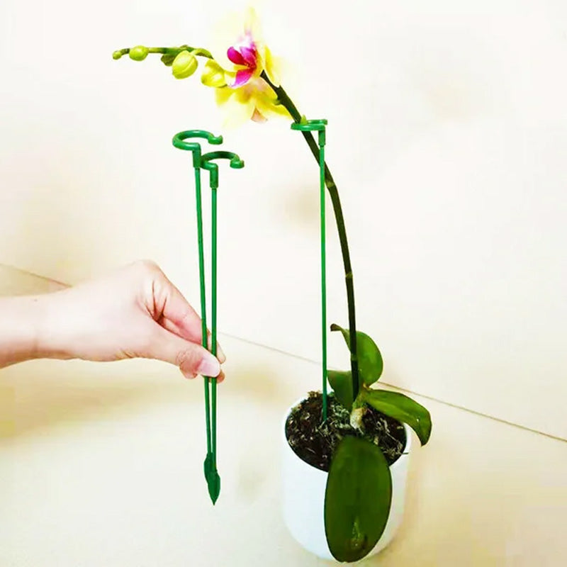 Single Plant Stem